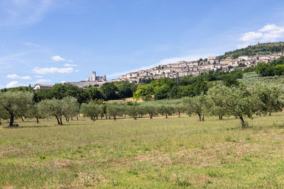 Trees on field against sky