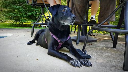 Dog sitting on ground