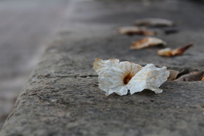 Close-up of dry leaf on water