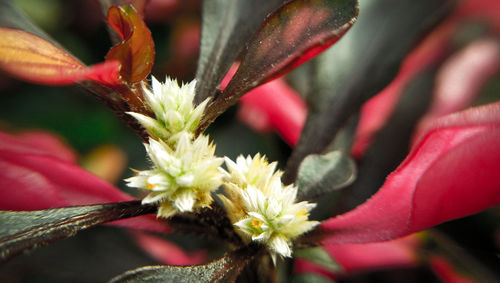 Close-up of flower blooming outdoors