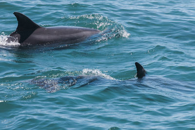 View of dolphin in sea