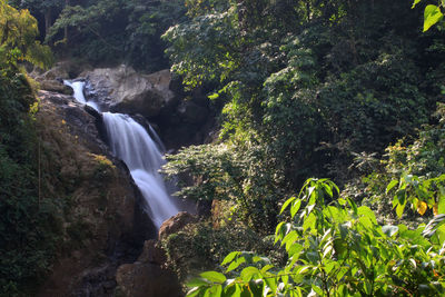 Scenic view of waterfall in forest