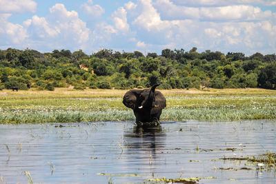 Elephant in lake against grassy field