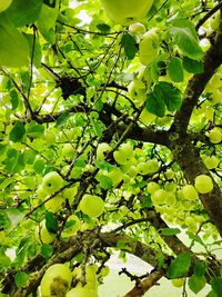 Low angle view of grapes