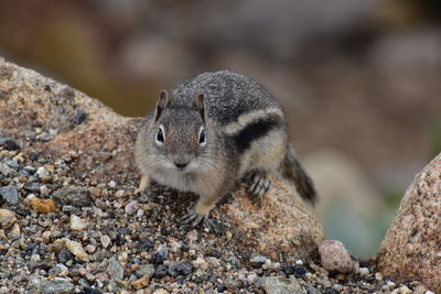 Close-up of squirrel on rock