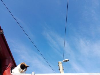 Low angle view of dog against blue sky