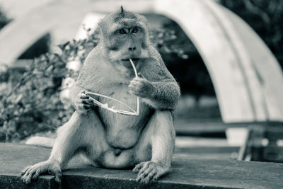 Close-up of monkey sitting outdoors
