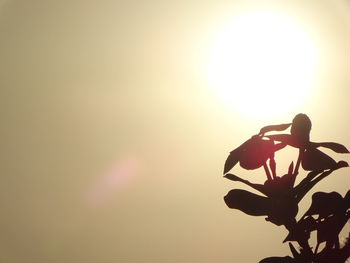 Close-up of silhouette plant against sky during sunset