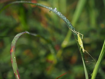 Close-up of wet grass