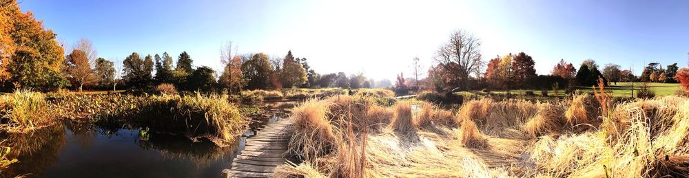 Panoramic shot of trees on landscape against sky