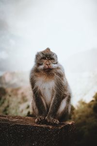 Cat sitting on mountain against sky