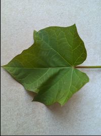 Close-up of green leaves