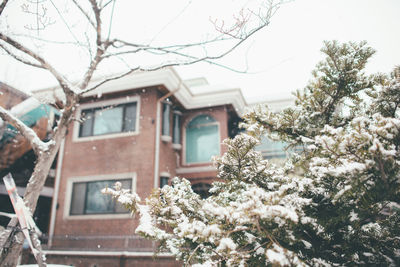 View of cherry blossom tree by house in winter