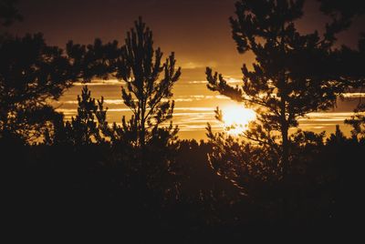 Silhouette plants and trees on field against orange sky