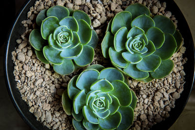 High angle view of succulent plant