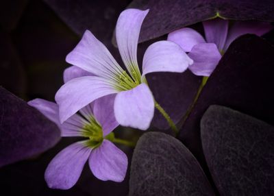 Close-up of flowers blooming outdoors