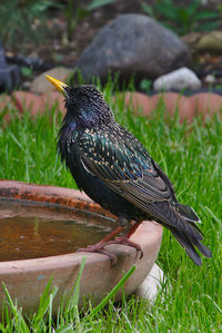 Close-up of a bird perching on a field