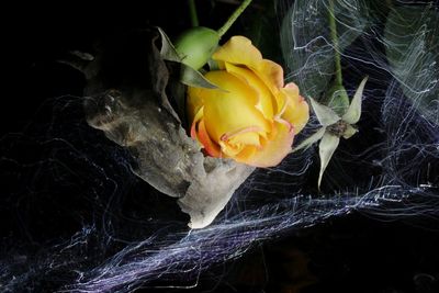 Close-up of yellow rose