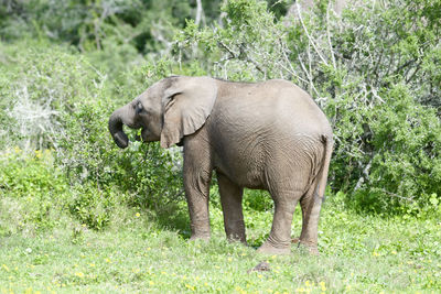 Elephant in grass