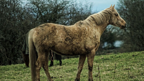 Horses on field against trees