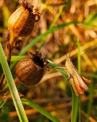 Close-up of insect on plant