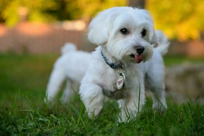 Maltese dog on grassy field
