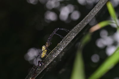 Close-up of wet spider web on plant