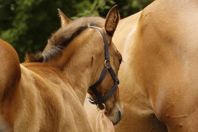 Close-up of horse