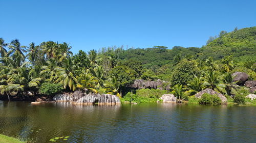 Scenic view of palm trees against clear blue sky