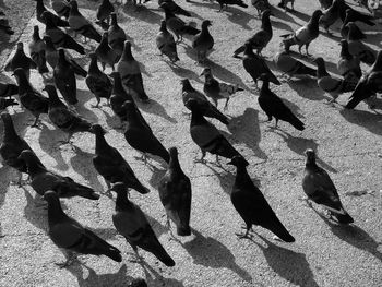 High angle view of birds on shadow