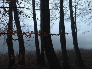 Bare trees in forest against sky
