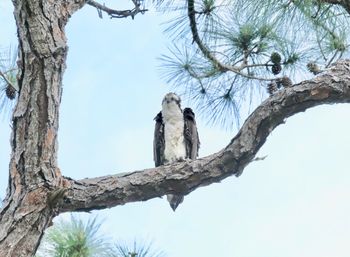 Low angle view of birds perching on tree against sky