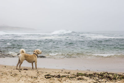 Dog walking on beach