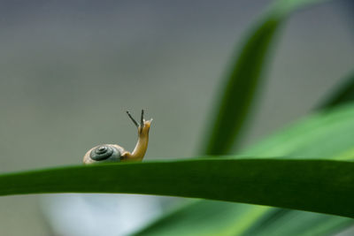 Close-up of a lizard