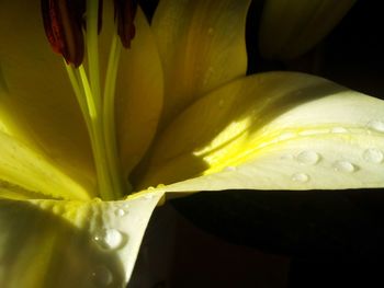 Macro shot of water drops on leaf