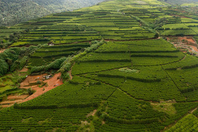 Top view of tea estate landscape. landscape with green fields of tea. nuwara eliya, sri lanka.