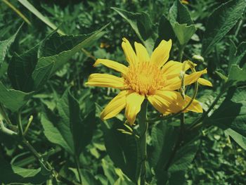 Close-up of yellow flower blooming outdoors