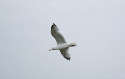 Low angle view of seagull flying against clear sky