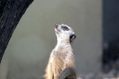 Close-up of a meercat on tree trunk