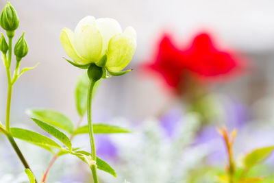 Close-up of flowering plant