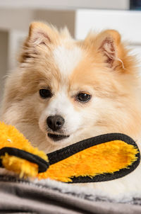 Close-up of dog looking away