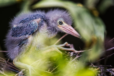 Close-up of insect on white background