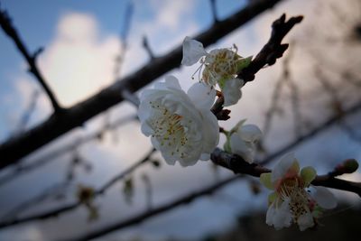 Close-up of white cherry blossom tree