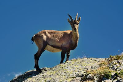 View of giraffe on rock against clear blue sky