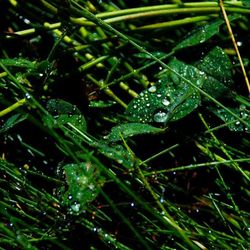 Close-up of water drops on leaf