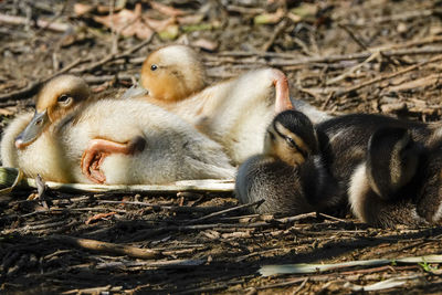 Close-up of a duck