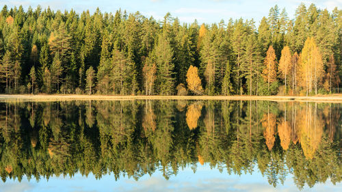Reflection of trees in lake against sky