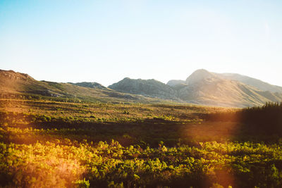 Scenic view of field against clear sky