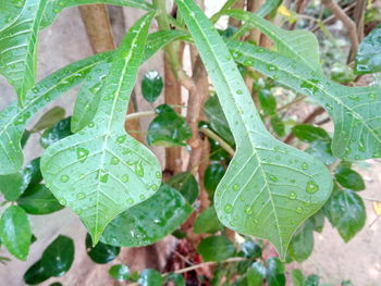 High angle view of raindrops on leaves