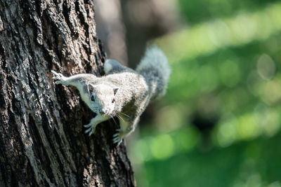 Close-up of squirrel on tree trunk